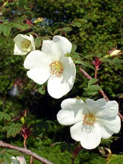 Rosa sericea omeiensis Himalayan Rose