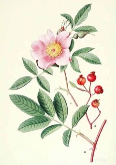 Rosa palustris Swamp rose
