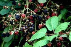 Rubus procerus Himalayan Giant Blackberry