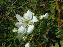 Rubus allegheniensis Alleghany Blackberry, Graves