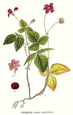 Rubus arcticus Arctic Bramble, Arctic raspberry, Dwarf raspberry