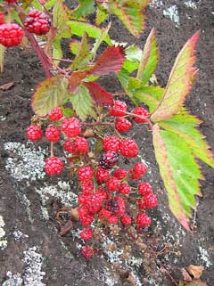 Rubus argutus Highbush Blackberry, Sawtooth blackberry