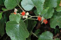Rubus buergeri 