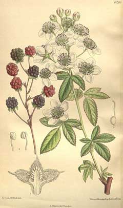 Rubus canadensis American Dewberry, Smooth blackberry