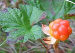 Rubus chamaemorus Cloudberry