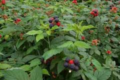 Rubus coreanus Korean Bramble
