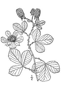 Rubus cuneifolius Sand Blackberry
