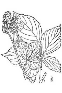 Rubus frondosus Yankee Blackberry