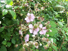 Rubus fruticosus Blackberry, Shrubby blackberry