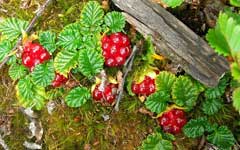 Rubus geoides 