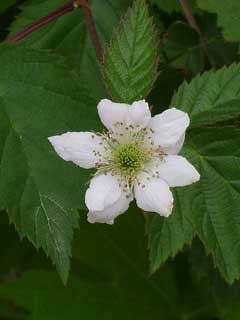 Rubus hirsutus 