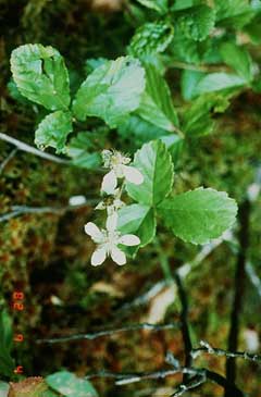 Rubus hispidus Swamp Dewberry, Bristly dewberry