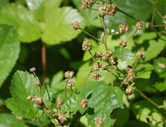 Rubus hispidus Swamp Dewberry, Bristly dewberry