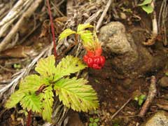Rubus_ikenoensis 