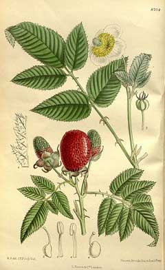 Rubus illecebrosus Strawberry-Raspberry