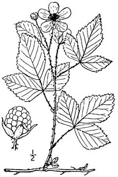 Rubus_invisus Upland dewberry