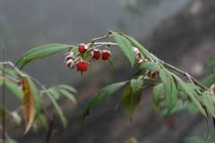 Rubus lineatus 