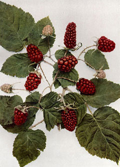 Rubus loganobaccus Loganberry