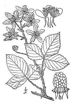 Rubus louisianus Sawtooth blackberry