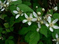 Rubus macropetalus California Blackberry