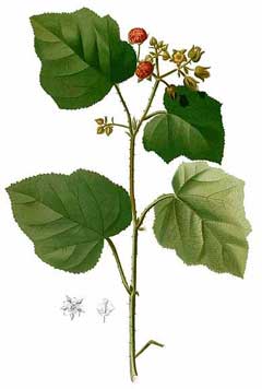 Rubus moluccanus Ceylon Blackberry, Eelkek