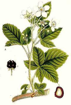 Rubus nemorosus 