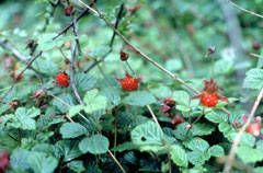 Rubus nepalensis Nepalese Raspberry