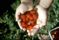 Rubus_nepalensis Nepalese Raspberry