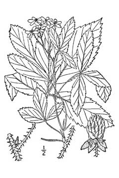Rubus nigricans Setose blackberry