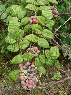 Rubus niveus Ceylon Raspberry, Snowpeaks raspberry