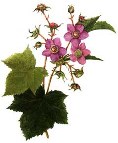 Rubus odoratus Thimbleberry, Purpleflowering raspberry