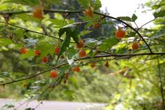Rubus_palmatus 