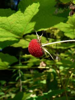 Rubus parviflorus Thimbleberry