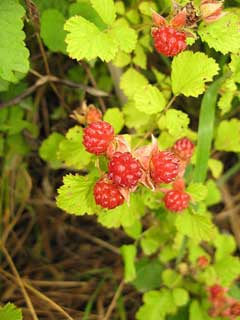 Rubus_parvifolius Japanese Raspberry