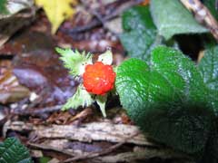 Rubus pectinellus Atibulnak,