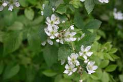 Rubus pensilvanicus Pennsylvania blackberry