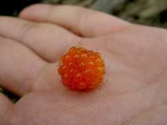 Rubus rolfei 