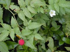 Rubus rosifolius Mauritius Raspberry