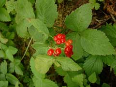 Rubus saxatilis Stone Bramble