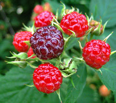 Rubus species Hybrid Berries