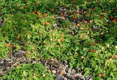 Rubus xanthocarpus 
