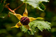 Rubus deliciosus var. neomexicanus New Mexico raspberry
