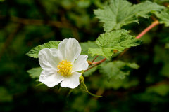 Rubus deliciosus var. neomexicanus New Mexico raspberry