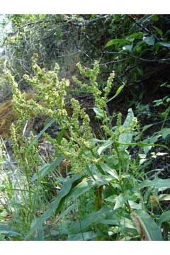 Rumex salicifolius Willow Dock, Toothed willow dock, Lake willow dock, Mexican dock