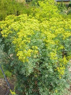 Ruta chalepensis Egyptian Rue, Fringed rue