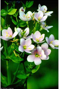 Sabatia angularis Bitter Bloom, Rosepink