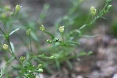 Sagina_japonica Japanese pearlwort