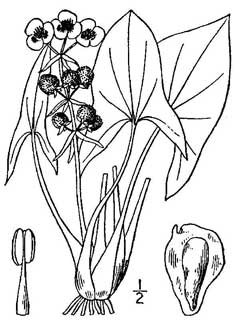 Sagittaria cuneata Wapato, arumleaf arrowhead
