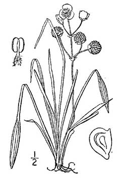 Sagittaria graminea Chinese Arrowhead, Grassy Arrowhead, Weatherby