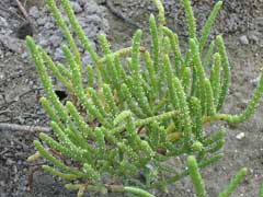 Salicornia bigelovii Dwarf Glasswort, Dwarf saltwort